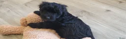 Yorkiepoo dogs for sale:  YORKIEPOOS PUPPIES  FROM LICENSED BREEDER.  - Advert 4