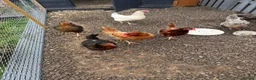 Chickens poultry for sale: Laying hen - Advert 4