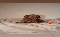 Cavapoo dogs for sale: 2 Beautiful F1B Cavapoo Boys Available!🩵 - Image 8