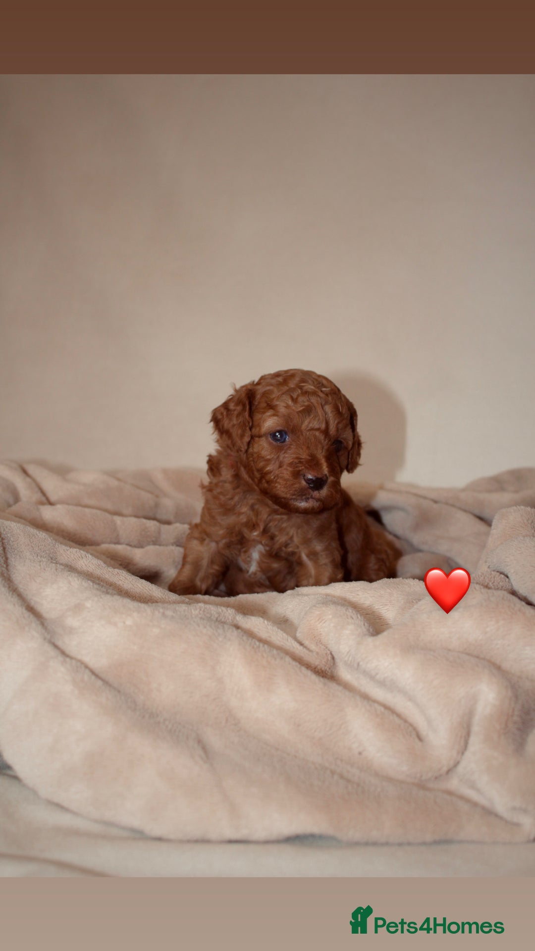 Cavapoo dogs for sale: 2 Beautiful F1B Cavapoo Boys Available!🩵 - Image 8