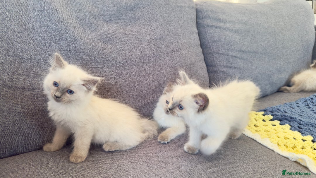 Ragdoll cats for sale: GCCF SEALPOINT RAGDOLL KITTENS - Image 23