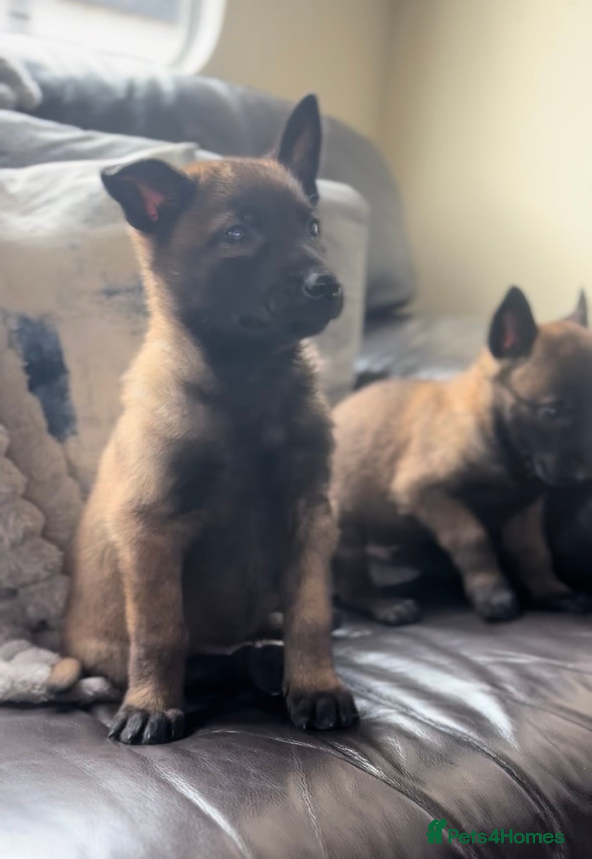 Belgian Shepherd Dog dogs True to type Belgian Malinois Pups  - Advert 3