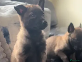 Belgian Shepherd Dog dogs True to type Belgian Malinois Pups - Advert 3