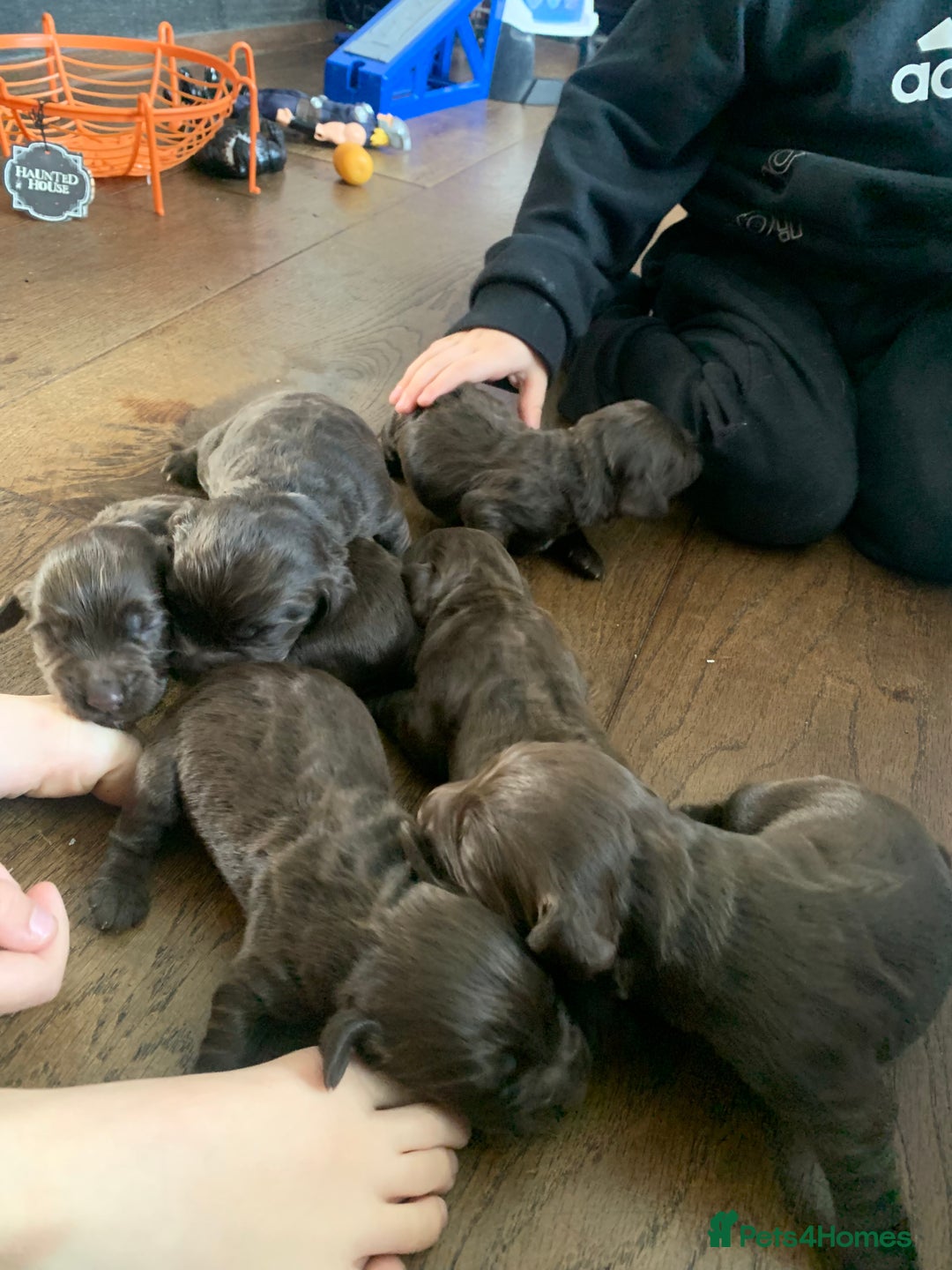 Cocker Spaniel dogs for sale: PURE CHOCOLATE WORKING COCKER SPANIELS  - Advert 9