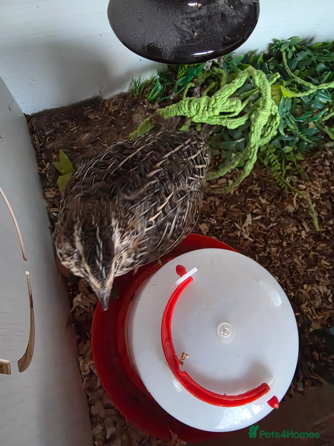 Quail poultry for sale: Single quail  - Advert 3