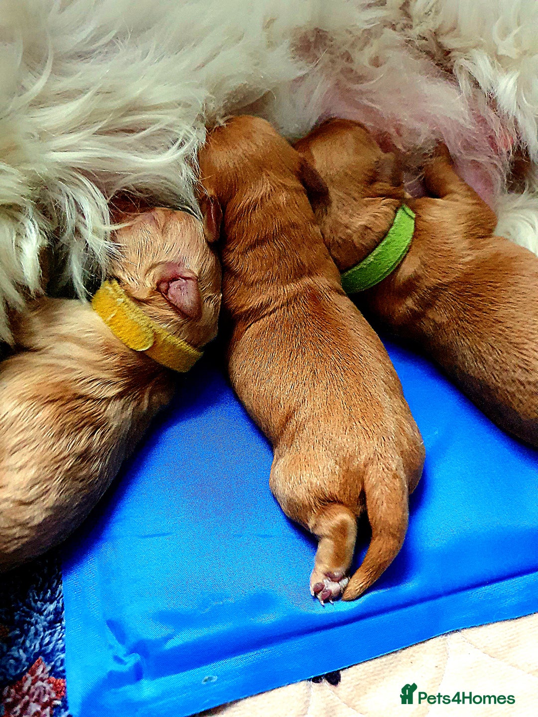 Mixed Breed dogs for sale: Beautiful red and fawn colour Cavapoochons pups - Advert 31
