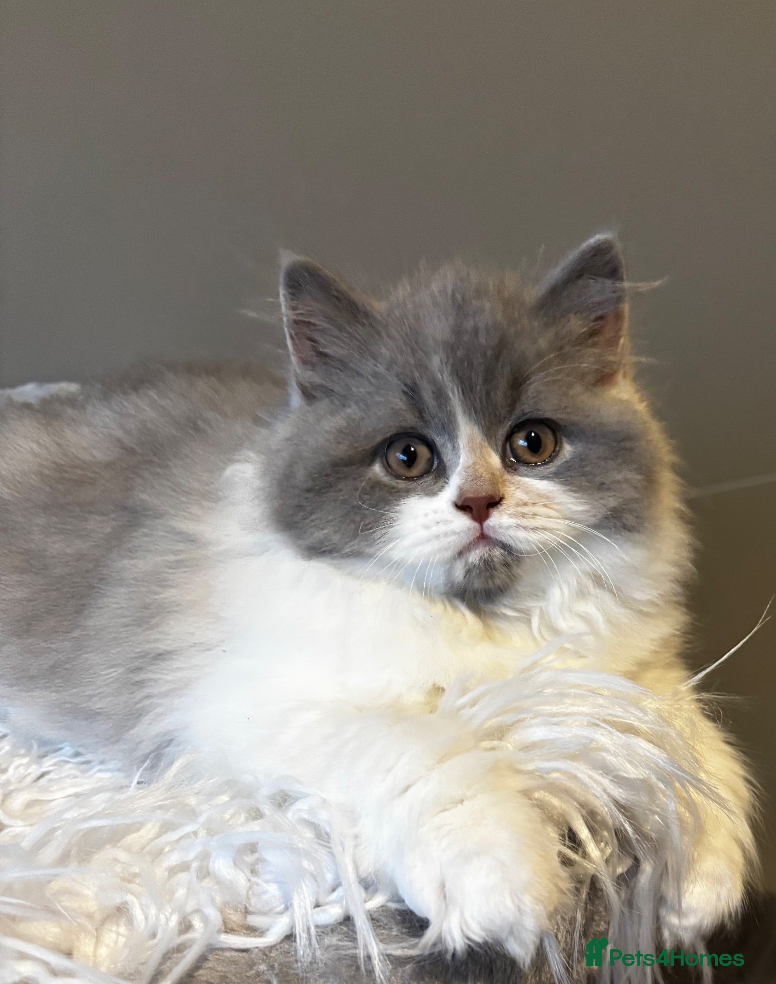 British Shorthair cats **ONLY 2 Left!! GCCF British SH/LH Kittens** - Advert 3
