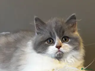 British Shorthair cats **ONLY 2 Left!! GCCF British SH/LH Kittens** - Advert 3
