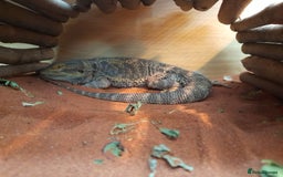 Bearded Dragon reptiles for sale: Year and a half old male bearded dragon incset up - Image 2