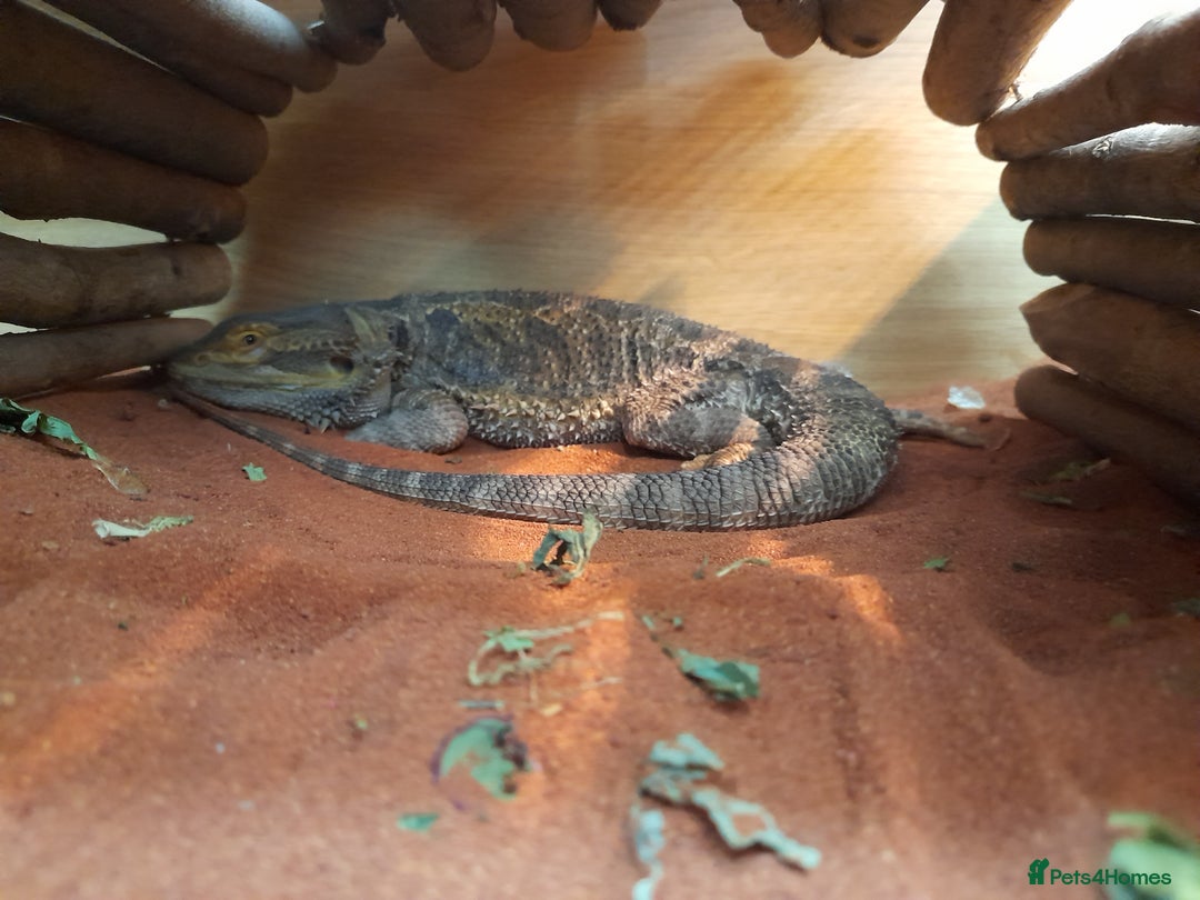 Bearded Dragon reptiles for sale: Year and a half old male bearded dragon incset up - Image 2
