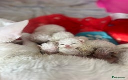 Devon Rex cats for sale: Beautiful Devon’s 1 boy 1 girl still available  - Image 12