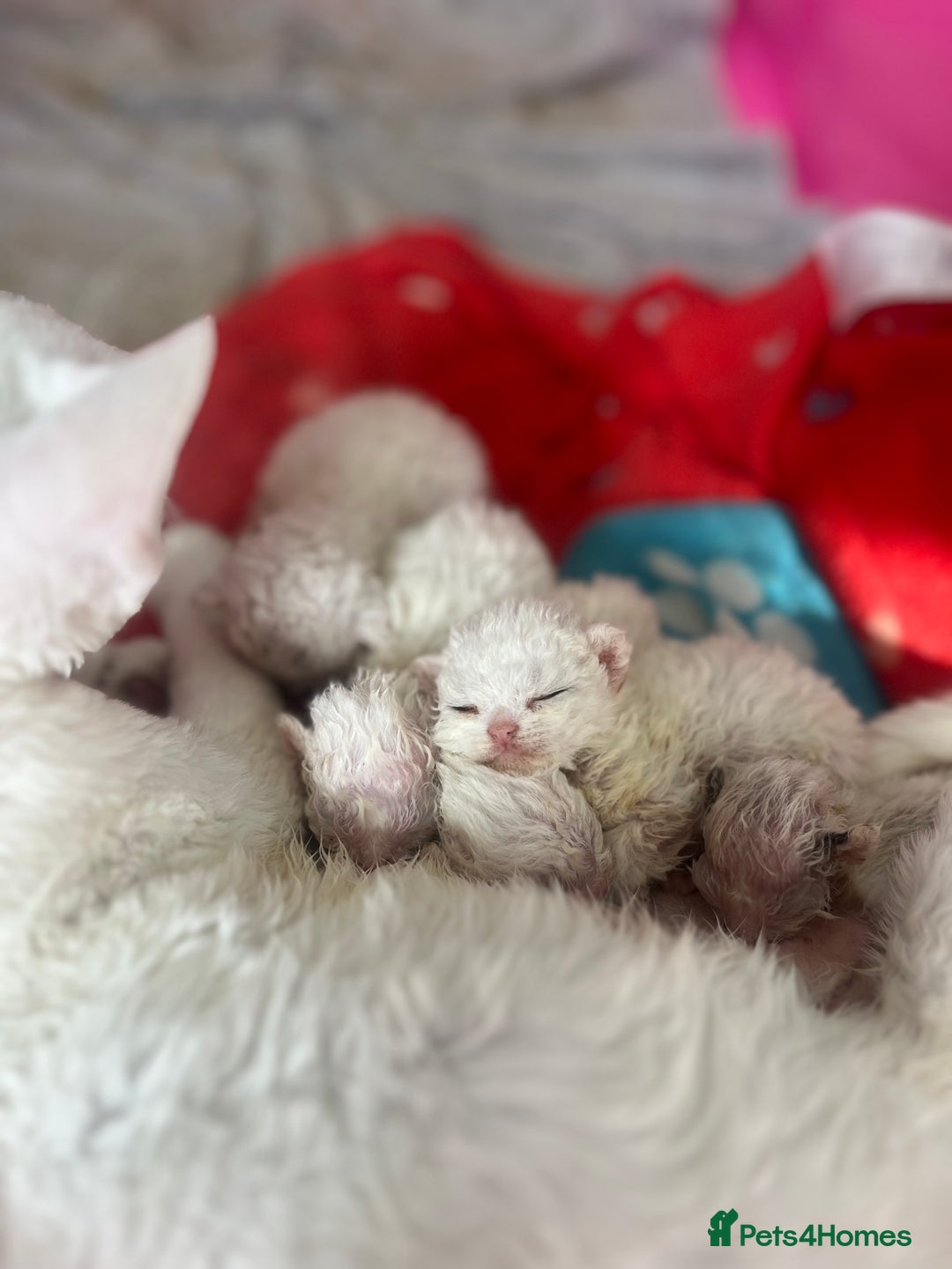 Devon Rex cats for sale: Beautiful Devon’s 1 boy 1 girl still available  - Image 12