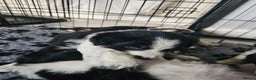 Border Collie dogs for sale: 6 Border collie pups - Advert 5