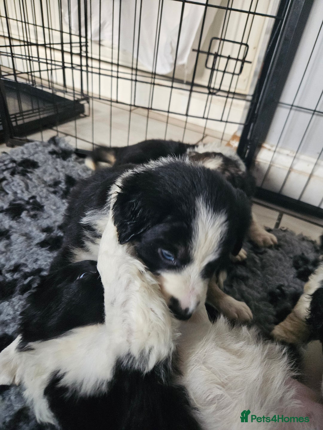 Border Collie dogs for sale: 6 Border collie pups - Advert 5