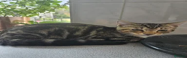 Tabby boy