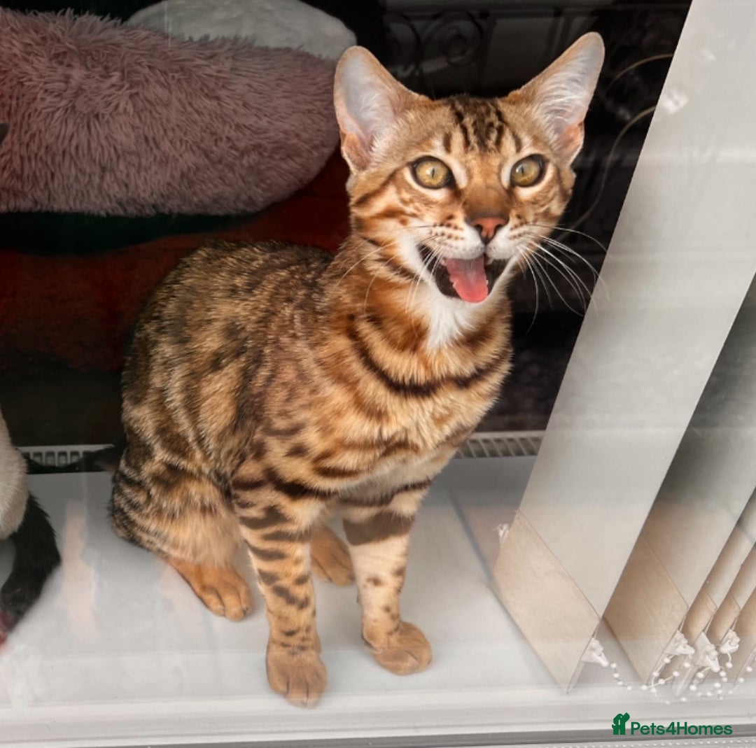 Bengal cats for sale: Salvador - bengal cat - Image 4