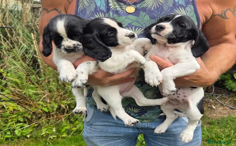 Mixed Breed dogs - Advert 14