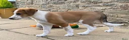Mixed Breed dogs for sale: 🐾 COLLIE x LURCHER PUPPIES – 3 HANDSOME BOYS 🐾 - Advert 9