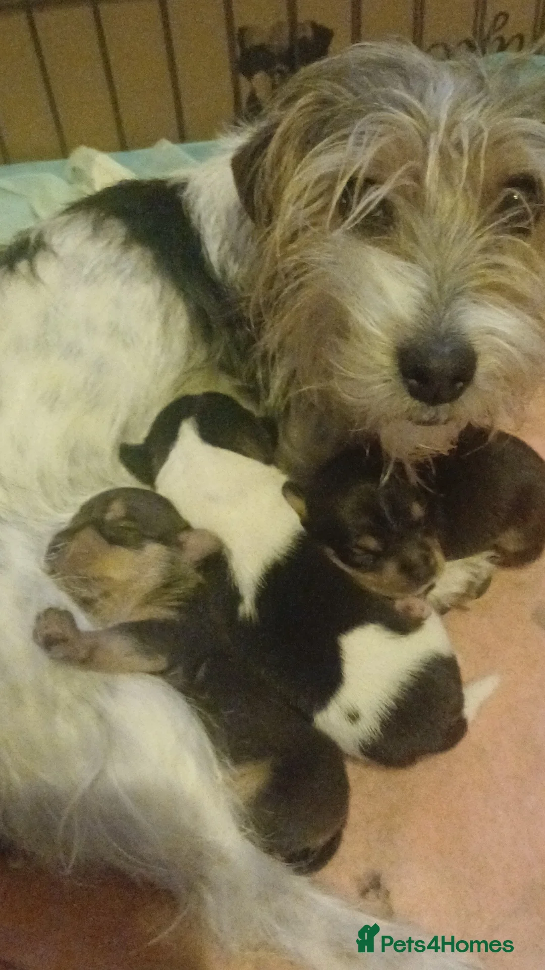 Jack Russell dogs for sale: Gorgeous Jackrussell puppies  - Advert 1