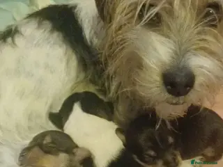 Jack Russell dogs Gorgeous Jackrussell puppies - Advert 1