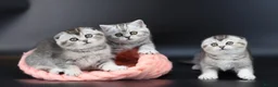 Scottish Fold cats for sale: LICENSED CATTERY PURE BREED TOP QUALITY KITTENS - Advert 35