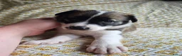 Border Collie dogs for sale: Border Collie puppies for sale in Crediton - Advert 4