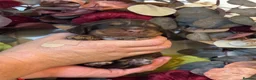 Cocker Spaniel dogs for sale: 7 kc reg show cocker spaniel puppies  - Advert 14