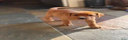 Labrador Retriever dogs for sale: KC Registered Labrador Puppy - Boy - Advert 3