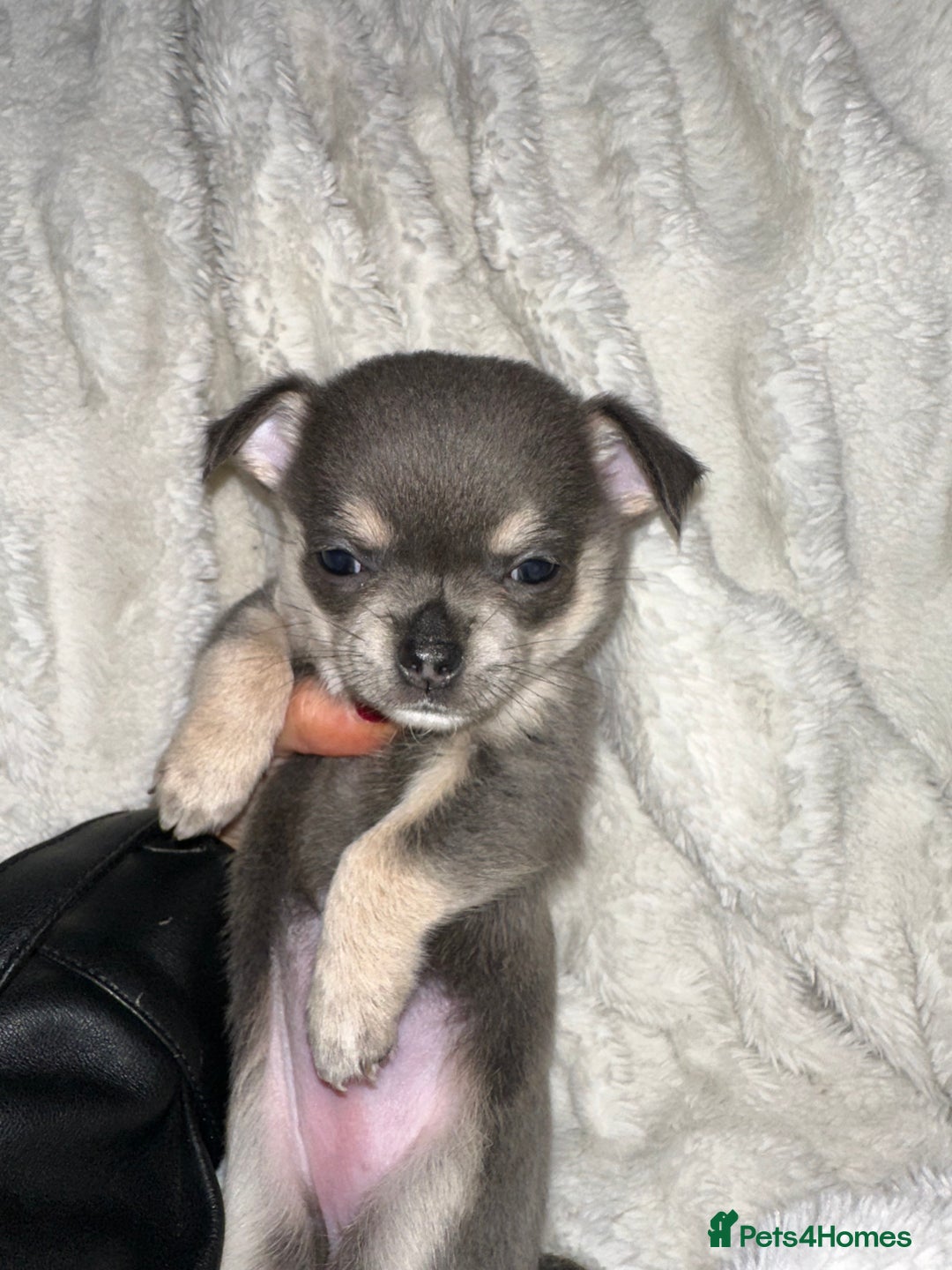 Chihuahua dogs for sale: chihuahua pups for sale  - Image 10