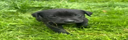 Mixed Breed dogs for sale: Labrador cross puppies  - Advert 5