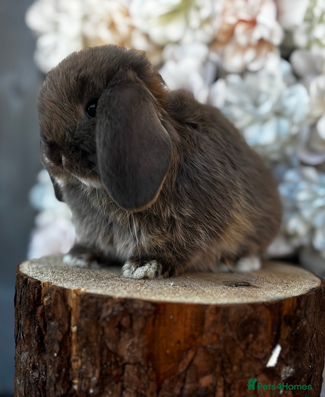 Mini Lop rabbits for sale: 🌟PURE BRED PEDIGREE MINI LOPS🌟 - Image 29