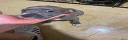 Staffordshire Bull Terrier dogs for sale: Blue staffie puppies  - Advert 15
