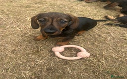 Miniature Dachshund dogs for sale: Miniature Wire Haired Dachshund Puppies - Image 10