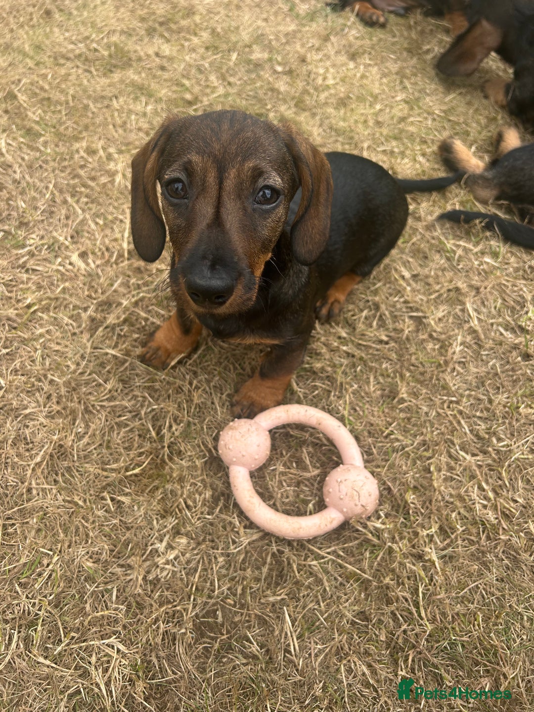 Miniature Dachshund dogs for sale: Miniature Wire Haired Dachshund Puppies - Image 10