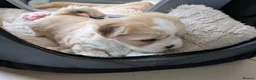 Lhasa Apso dogs for sale: Lhasa Apso puppies in Kent - Advert 6