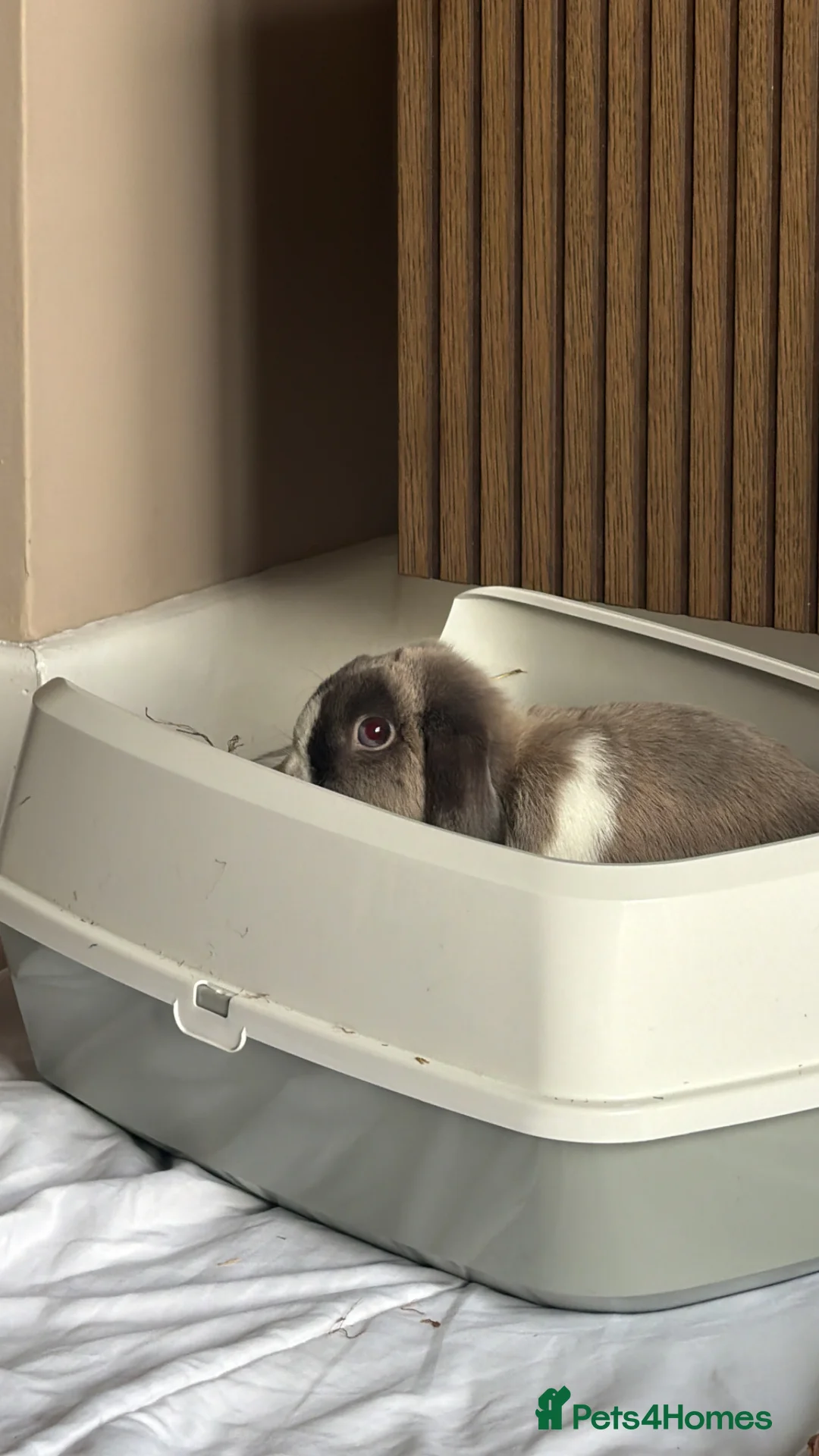 Mini Lop rabbits for sale: Mini lop Boy looking for forever home 💙 in Warrington - Advert 2