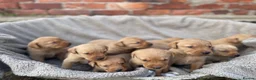 Labrador Retriever dogs for sale: KC registered fox red labradors in Welshpool - Advert 3