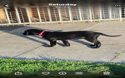 Labrador Retriever dogs for sale: Black Labrador Retriever - Image 11