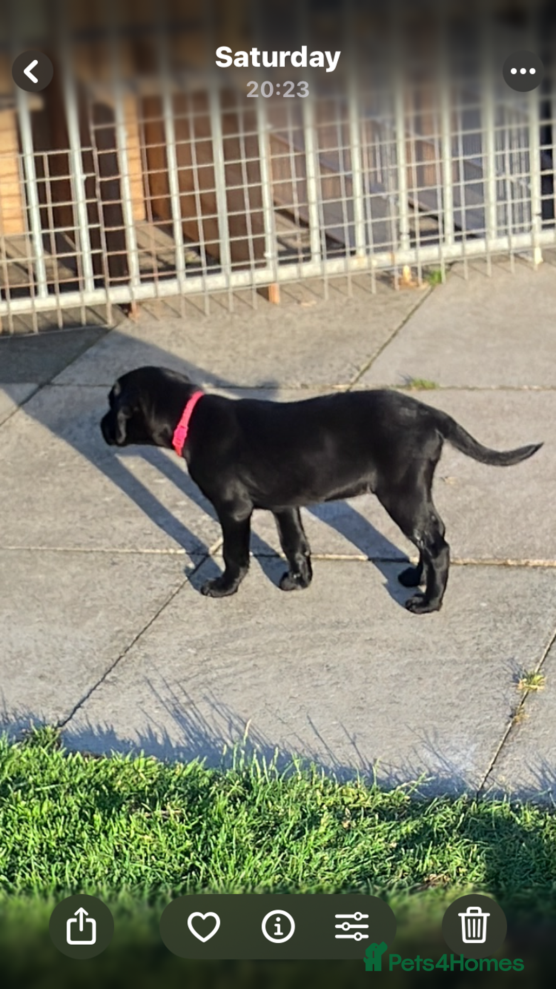 Labrador Retriever dogs for sale: Black Labrador Retriever - Image 11
