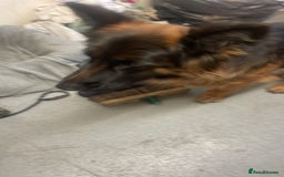 German Longhaired Pointer dogs for sale: Female German Shepherd - Image 4