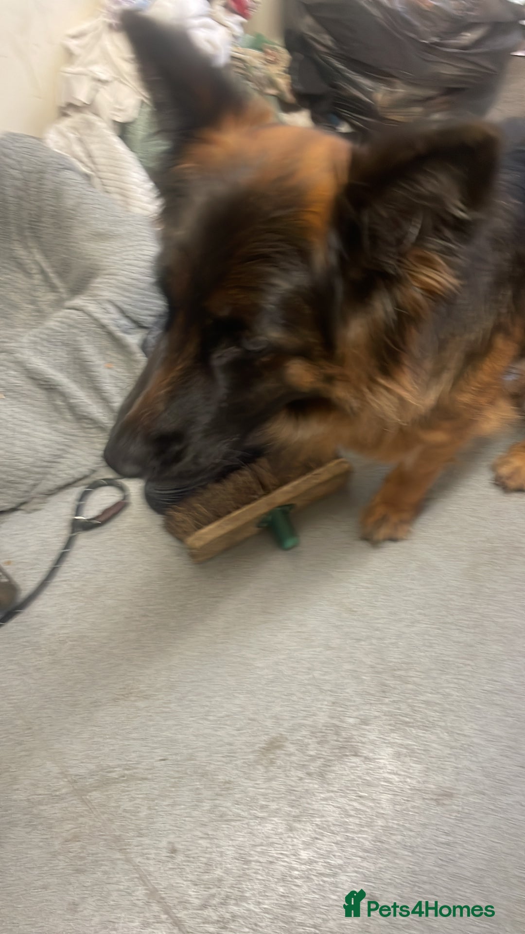 German Longhaired Pointer dogs for sale: Female German Shepherd - Image 4