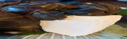Snails invertebrates for sale: Beautiful African land snails.  - Advert 3