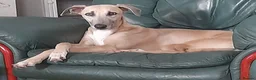 Lurcher dogs for sale: Lovely quality lurcher puppies - Advert 5