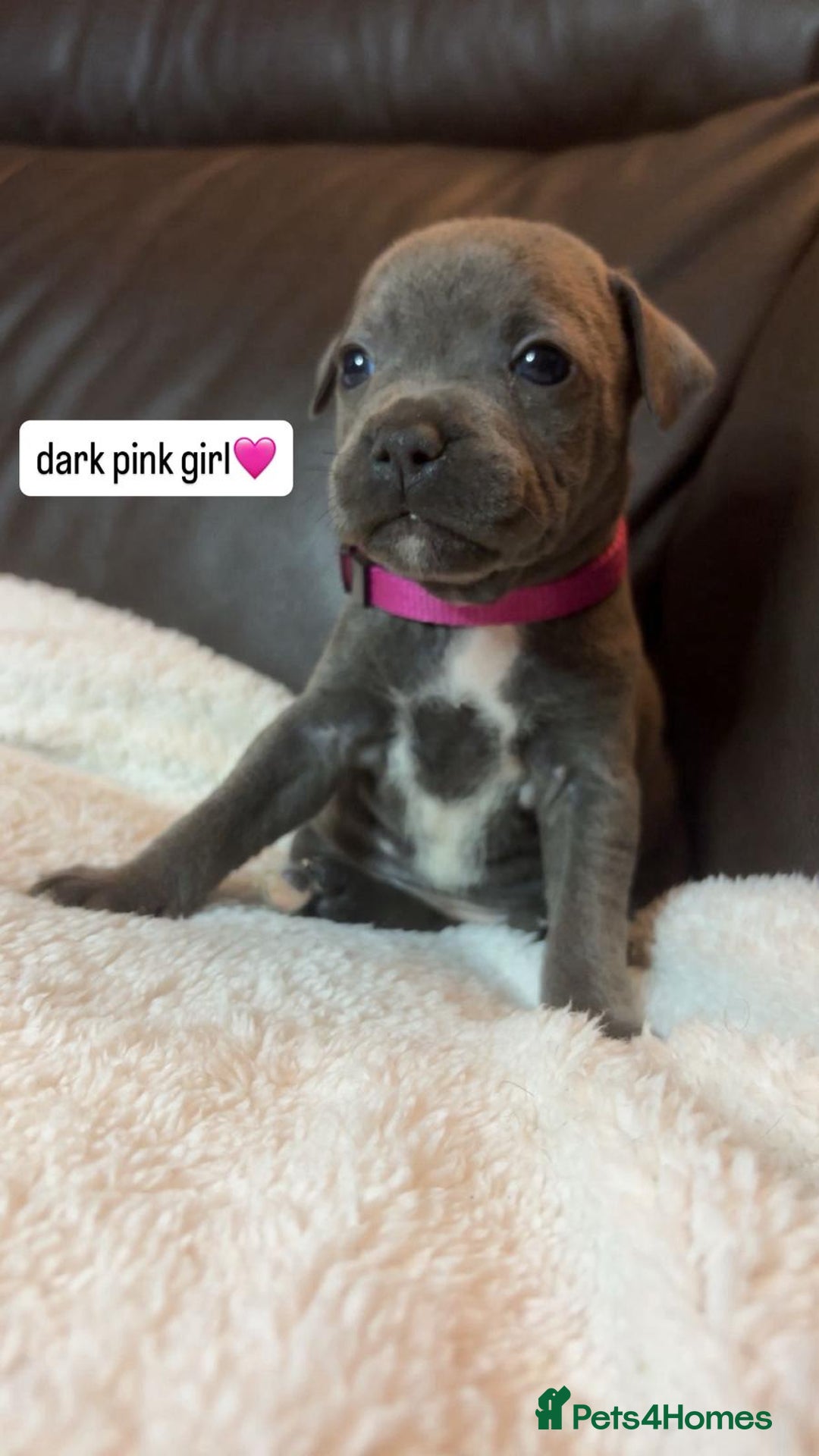 Staffordshire Bull Terrier dogs for sale: Eight gorgeous staffy puppies. - Advert 4