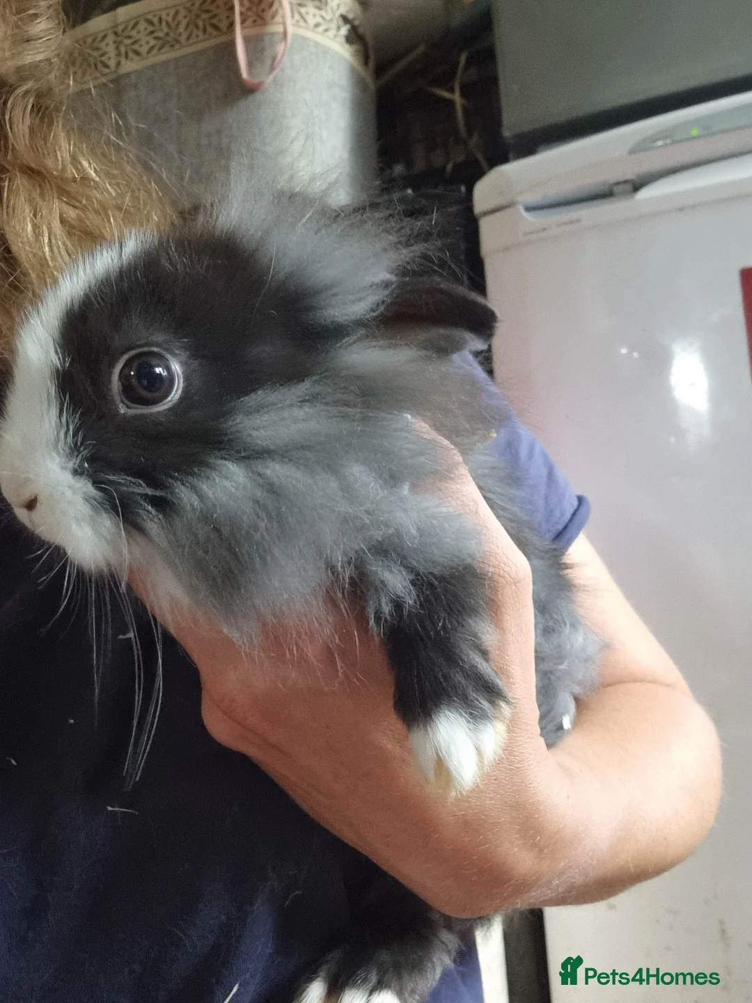 Lionhead rabbits for sale: Mini lionhead rabbits  - Advert 2