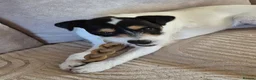 Jack Russell dogs for sale: Karen Norman - Advert 2