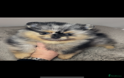 Pomeranian dogs for stud: 💜🧡Lilac & tan KC stud Benji champions in line  in Guildford - Image 16