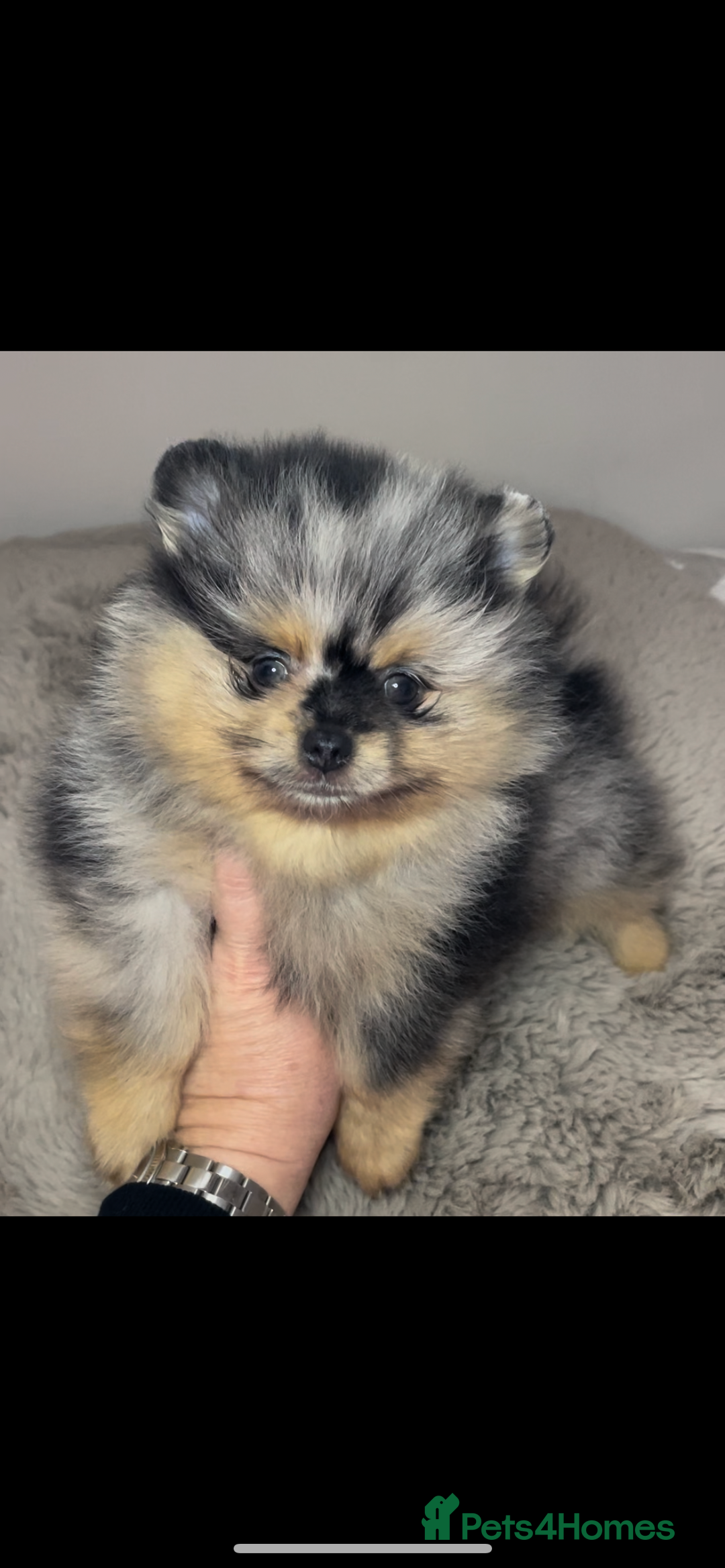 Pomeranian dogs for stud: 💜🧡Lilac & tan KC stud Benji champions in line  in Guildford - Image 16