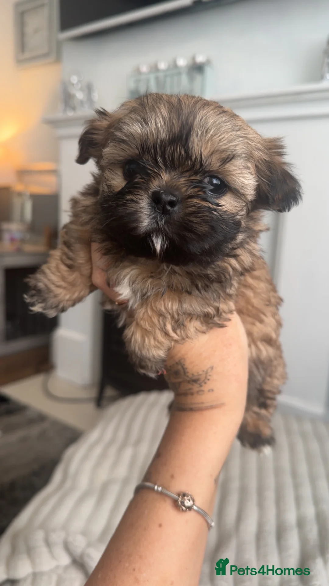 Shih Tzu dogs for sale: Stunning imperial shih tzu puppies  - Advert 2