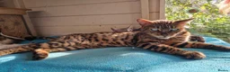 Mixed Breed cats for sale: Bengal,Siamese, Maine coon mix kittens.  - Advert 10
